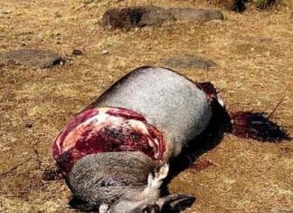 काळी ( दौ.) वनपरिक्षेत्रात रोह्याची कत्तल